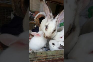 Cute baby rabbits eating with there parents