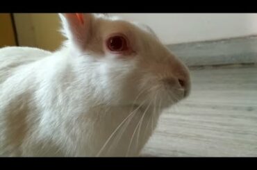MY CUTE RABBIT -PART 1