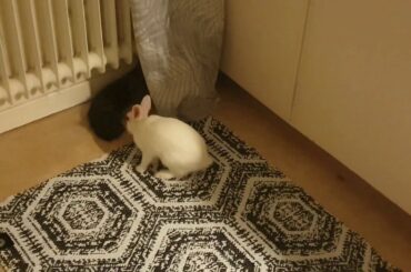 Cute Cat and Bunny plays HIDE 'N' SEEK