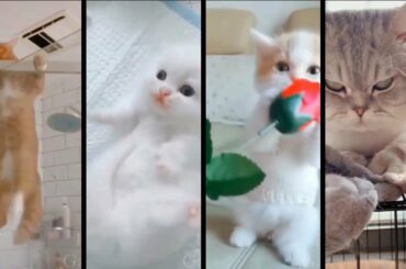 Cute Pets And Funny Animals Compilation #2 Pets Collection