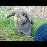Hopping Hollands | Bunny Binkies!