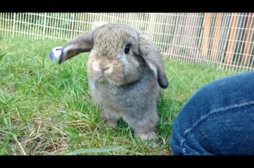 Hopping Hollands | Bunny Binkies!