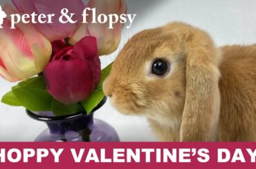 Hoppy Valentine's Day - Holland Lop Bunny Style