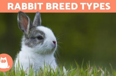 Different Types of RABBITS - Best Breeds