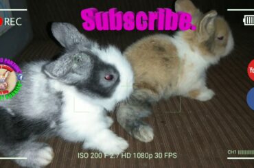 2 Cute Baby Bunnies Day 16 (DOB: Jan 30, 2020) - Bongskie Rabbitry Cebu - Bisdak Edition