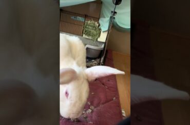 Cute rabbits eating & playing