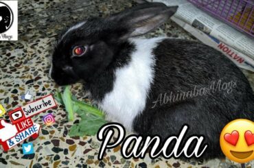 Meeting Panda the Bunny | Dutch Rabbit | Tips on how to pet a rabbit/bunny | Cute Bunny ASMR #vlogs