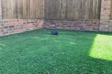 Cute floppy eared bunny rabbit!