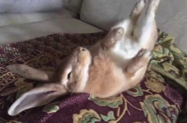 Bunny Playing Dead