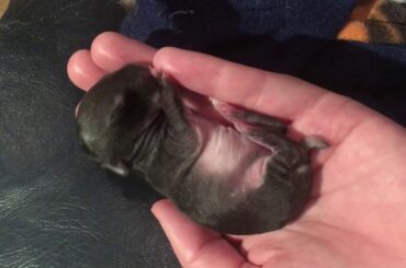 Newborn Baby Bunny Sleeping