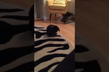 Cute rabbit video