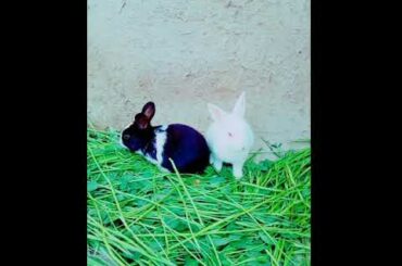 Beautiful Rabbits Kids So Cute