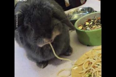 National Spaghetti Day - Dogs, Babies And A Rabbit Enjoying Themselves