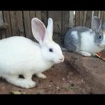 rabbit life in Cambodia , cambodia rabbit , cute baby rabbit