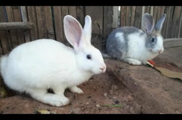 rabbit life in Cambodia , cambodia rabbit , cute baby rabbit