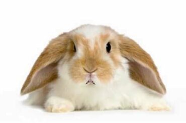 Happy Birthday to You - Hippity the Bunny