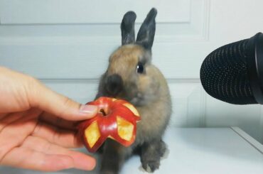 Rabbit Eating Flower Apple ASMR Chruchy Food Cute Bunny / my Pets ASMR