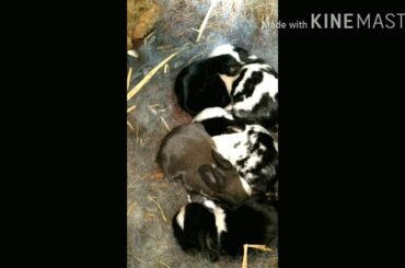 Cute cute baby Rabbit 😃😄😘