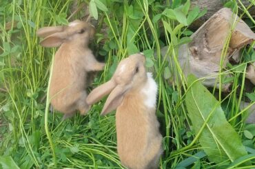 Cute bunnies plying and eating grass
