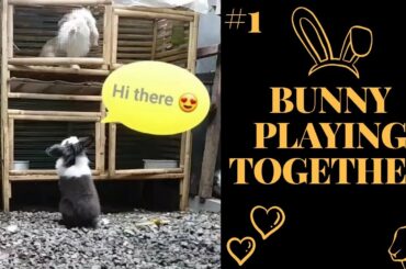 SOME BUNNY PLAYING TOGETHER