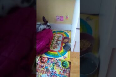 Cutest bunny ever Pegica