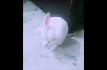 Cute Rabbit