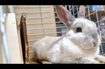 うとうと、寝落ち寸前の子うさぎ　The sleeping rabbit is cute