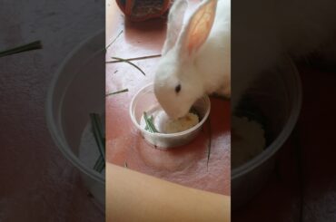 My cute rabbit #cute