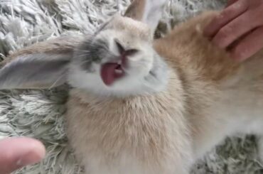 Siwu The Bunn - Cute and funny Bunny Licking air while getting massage