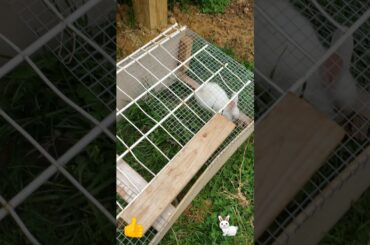 New Zealand White Rabbit|Cute White Bunny'sWhite Rabbit's Farming In USA