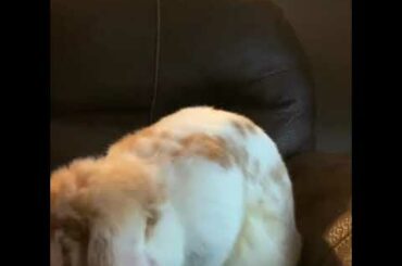 My Cute Little Bunny Gismo