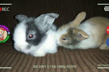 2 Cute Baby Bunnies Day 17 (DOB: Jan 30, 2020) - Bongskie Rabbitry Cebu - Bisdak Edition