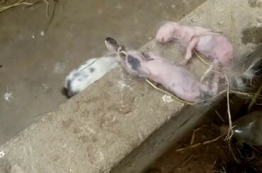 Rabbit Babies newborn  urde/hindi