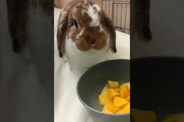 Cute rabbit from London