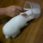 My Cute Rabbit- Oh So Funny!