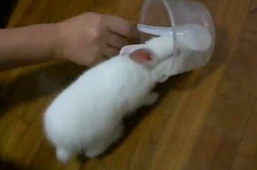 My Cute Rabbit- Oh So Funny!