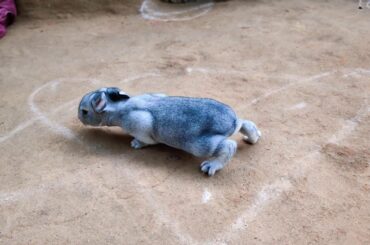 9 days cute Rabbit bunny walking on Earth KS_Rabbit_in_Cuddalore