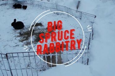 Cute Bunnies Don't Like Ravens