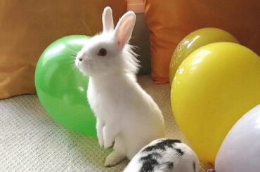 Mis Conejitos ya tienen 4 meses! Cute Bunnies 🐰🐰🐰