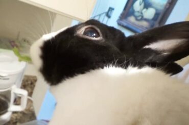 Rabbit excited to eat fresh greens! ASMR