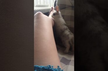 My baby bunny