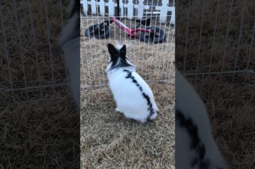 My rabbit is so cute comment and do not forget to subscribe