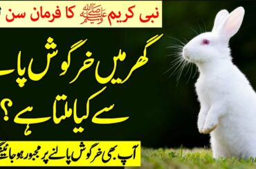 Rabbit palna in islam | Khargosh Palna Kaisa Hai | Khargosh Ka Gosht Khana Kesa Hai