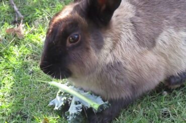 Cute Bunny Rabbit Feeding on Vegetables