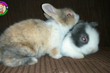 2 Cute Baby Bunnies Day 17 (10 Minutes Vidz) - Bongskie Rabbitry Cebu - Bisdak Edition