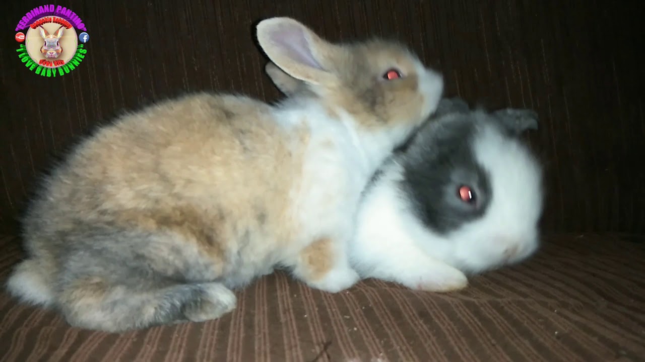 2 cute bunnies