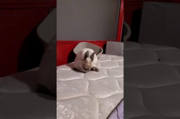 Bunny Rabbit Being Cute