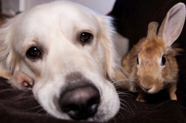 Rabbit Won't Let Dog Relax Alone, Because He Wants to Relax Together