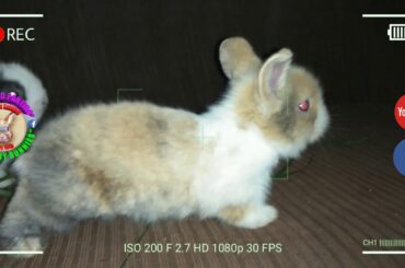 2 Cute Baby Bunnies Day 18 (DOB: Jan 30, 2020) - Bongskie Rabbitry Cebu - Bisdak Edition