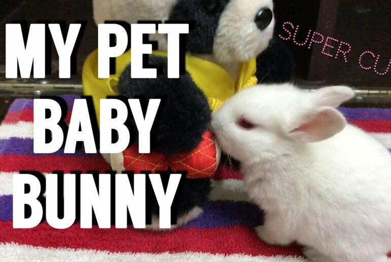 I BOUGHT A BABY BUNNY!!!**Super Cute**